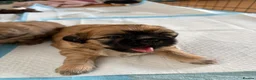 Shih Tzu dogs for sale: Ready now - Beautiful Shih Tzu puppies - Advert 23