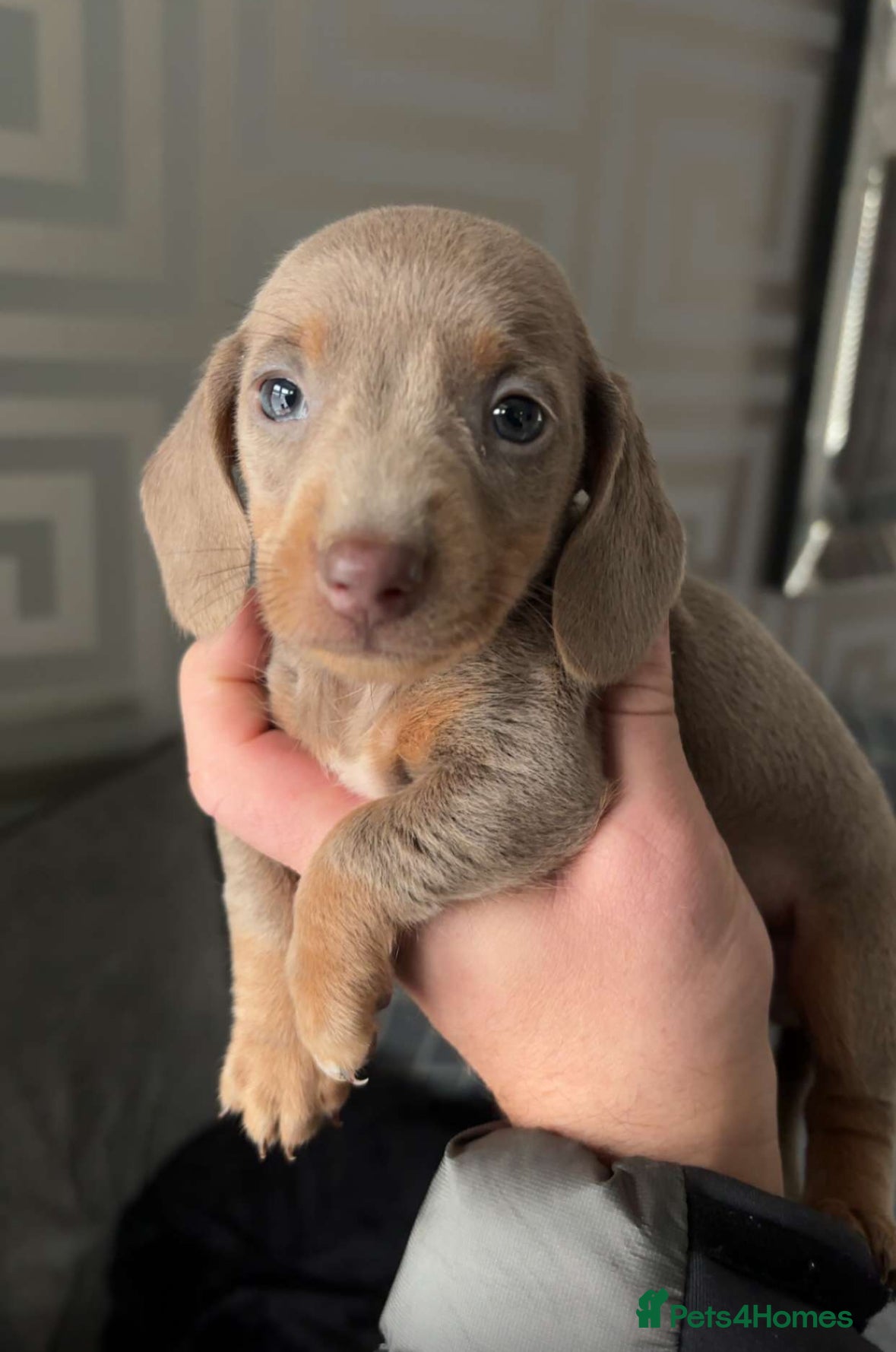 Miniature Dachshund dogs KC Isabella boy and dapple girl - Advert 12