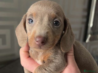 Miniature Dachshund dogs Kc miniature daschunds isabella boy left - Advert 7