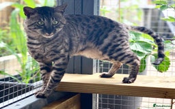 Savannah cats for sale: Retired F5 Silver Savannah boy with black nose - Image 14
