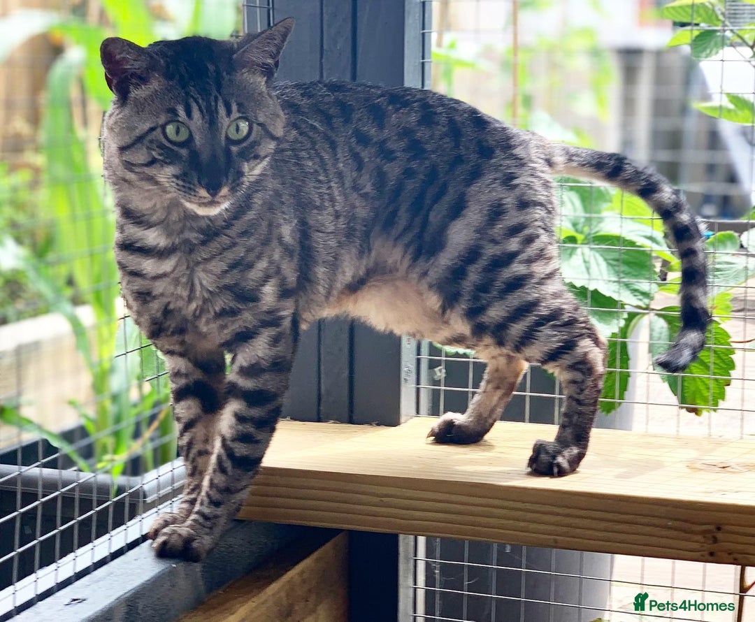Savannah cats for sale: Retired F5 Silver Savannah boy with black nose - Image 14