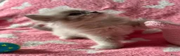 Ragdoll cats for sale: Adorable Ragdolls Babies 🌸🌸🌸 - Advert 4