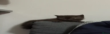 British Shorthair 3