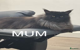 Maine Coon cats for sale: Full Maine Coone Kittens - Image 5