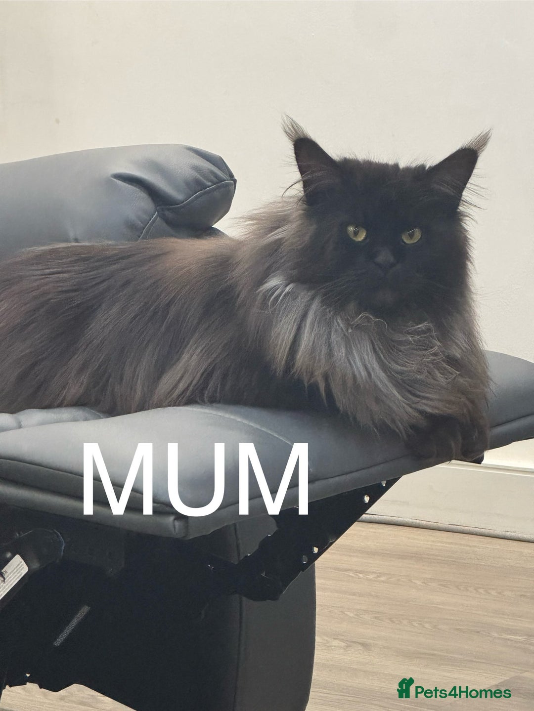Maine Coon cats for sale: Full Maine Coone Kittens - Image 5