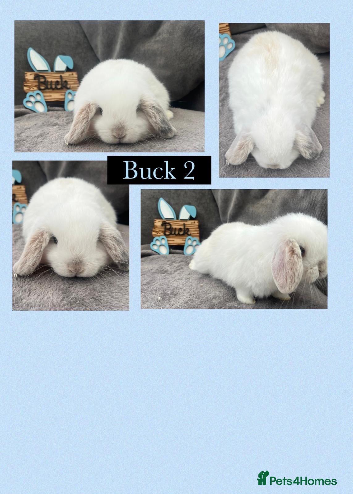 Mini Lop rabbits Beautiful Mini Lop Boy  - Advert 2