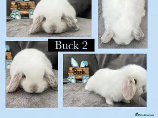 Mini Lop rabbits Beautiful Mini Lop Boy - Advert 2