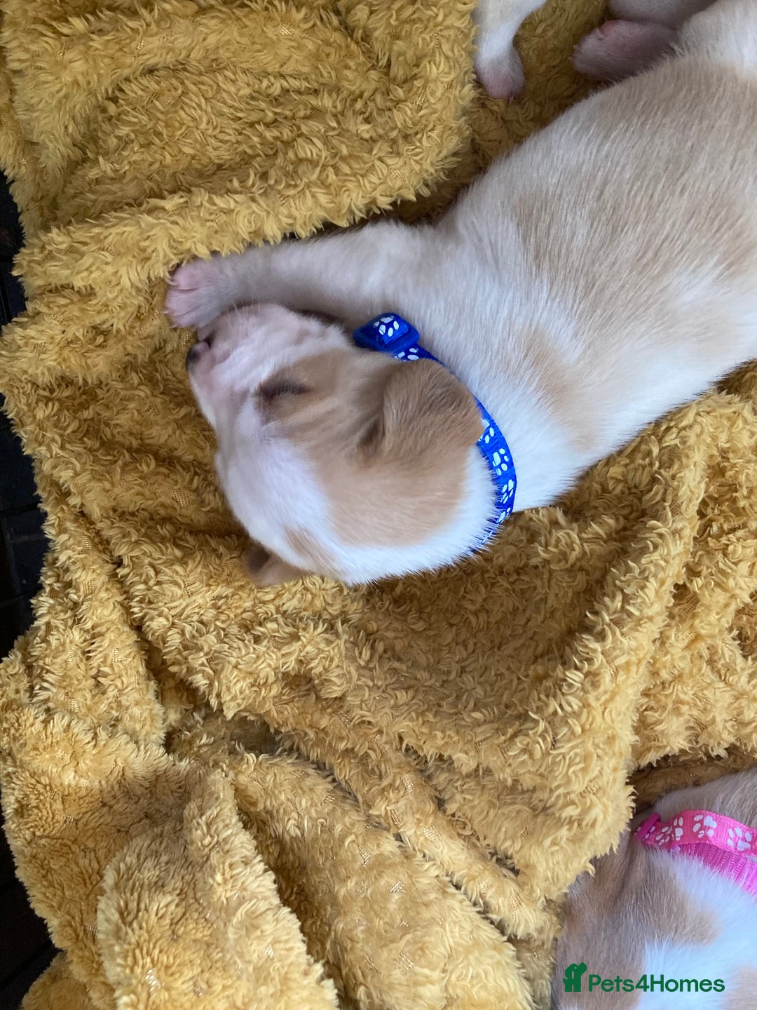 Beagle dogs for sale: Beautiful pedigree beagle pups - Image 11