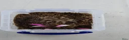 Tarantulas invertebrates for sale: Tarantula bundle - Advert 3