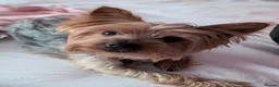 Yorkshire Terrier dogs for stud: Looking for a New Girl - Advert 3