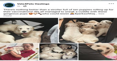 Goldendoodle dogs - Advert 3
