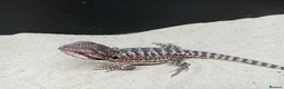 Bearded Dragon reptiles for sale: Shop bred baby bearded dragons  - Advert 2