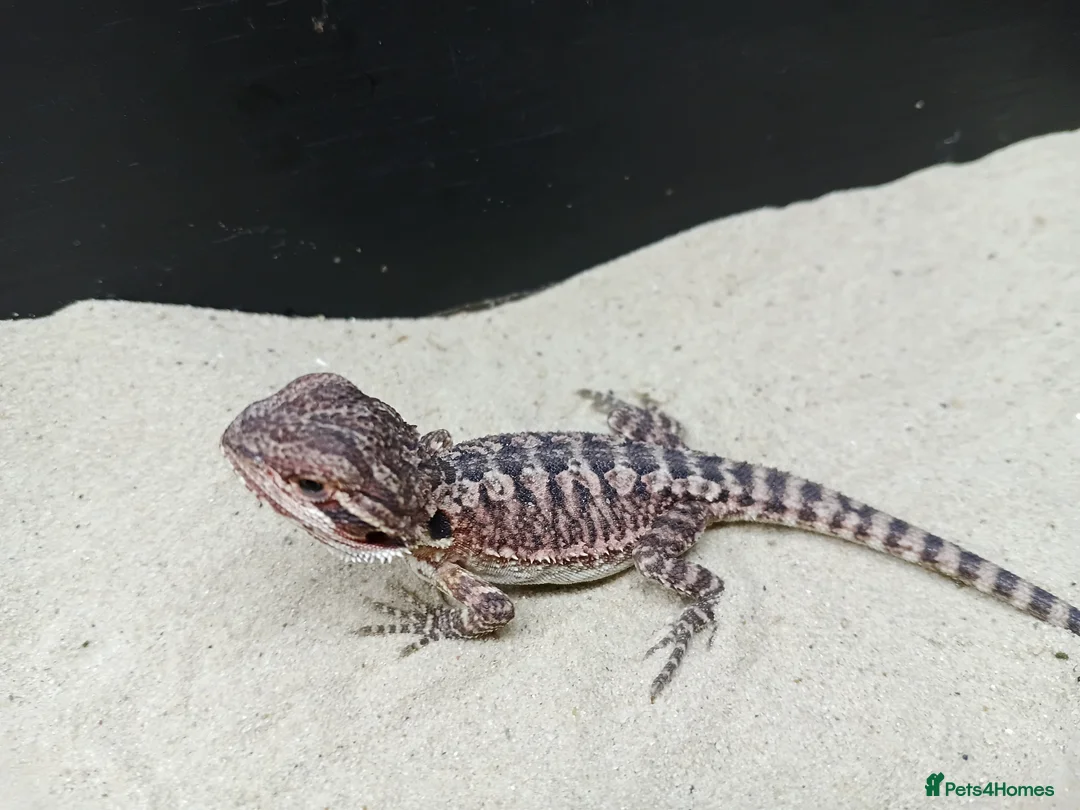 Bearded Dragon reptiles for sale: Shop bred baby bearded dragons  - Advert 2