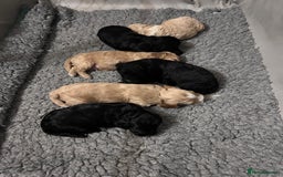 Cockapoo dogs for sale: Cockapoo puppies 3 girls 3 boys  - Image 5