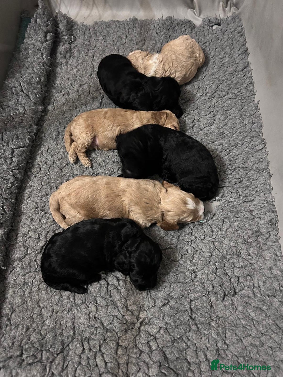 Cockapoo dogs for sale: Cockapoo puppies 3 girls 3 boys  - Image 5