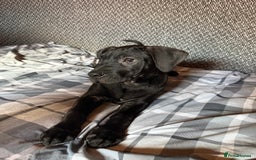 Presa Canario dogs for sale: Presa canario pup for sale - Image 2