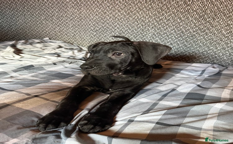 Presa Canario dogs - Advert 1