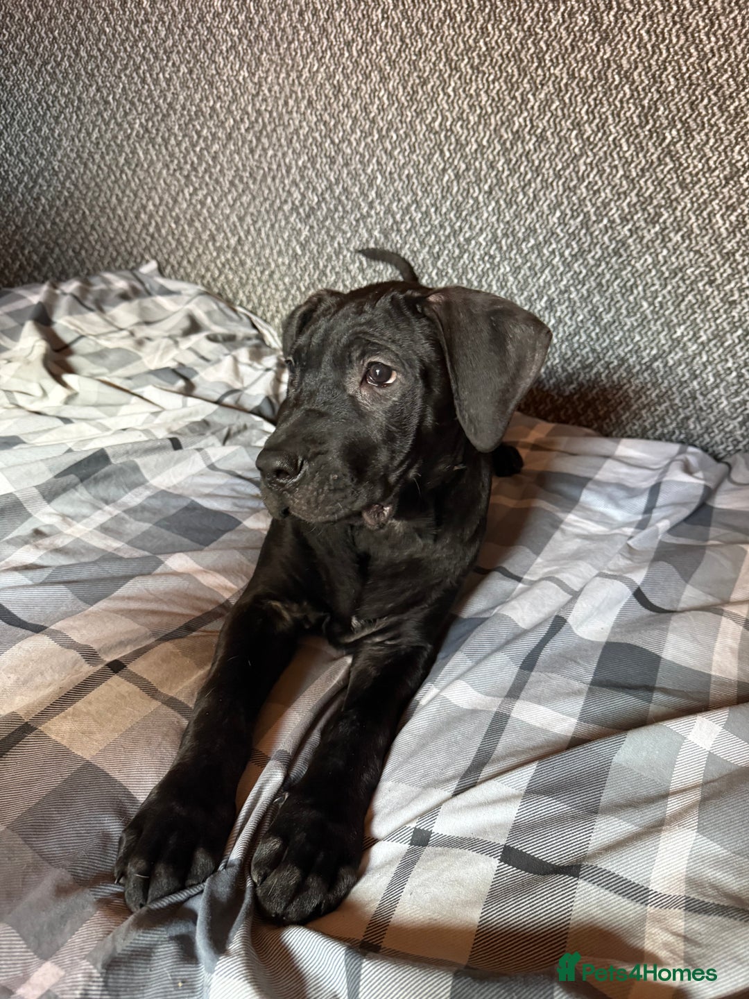 Presa Canario dogs for sale: Presa canario pup for sale - Image 2