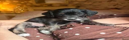 Mixed Breed dogs for sale: Miniature Poodle Cross Puppies – Family Raised - Advert 12
