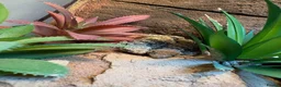 Gecko reptiles for sale: Scorpion Gecko’s in Whitchurch - Advert 1