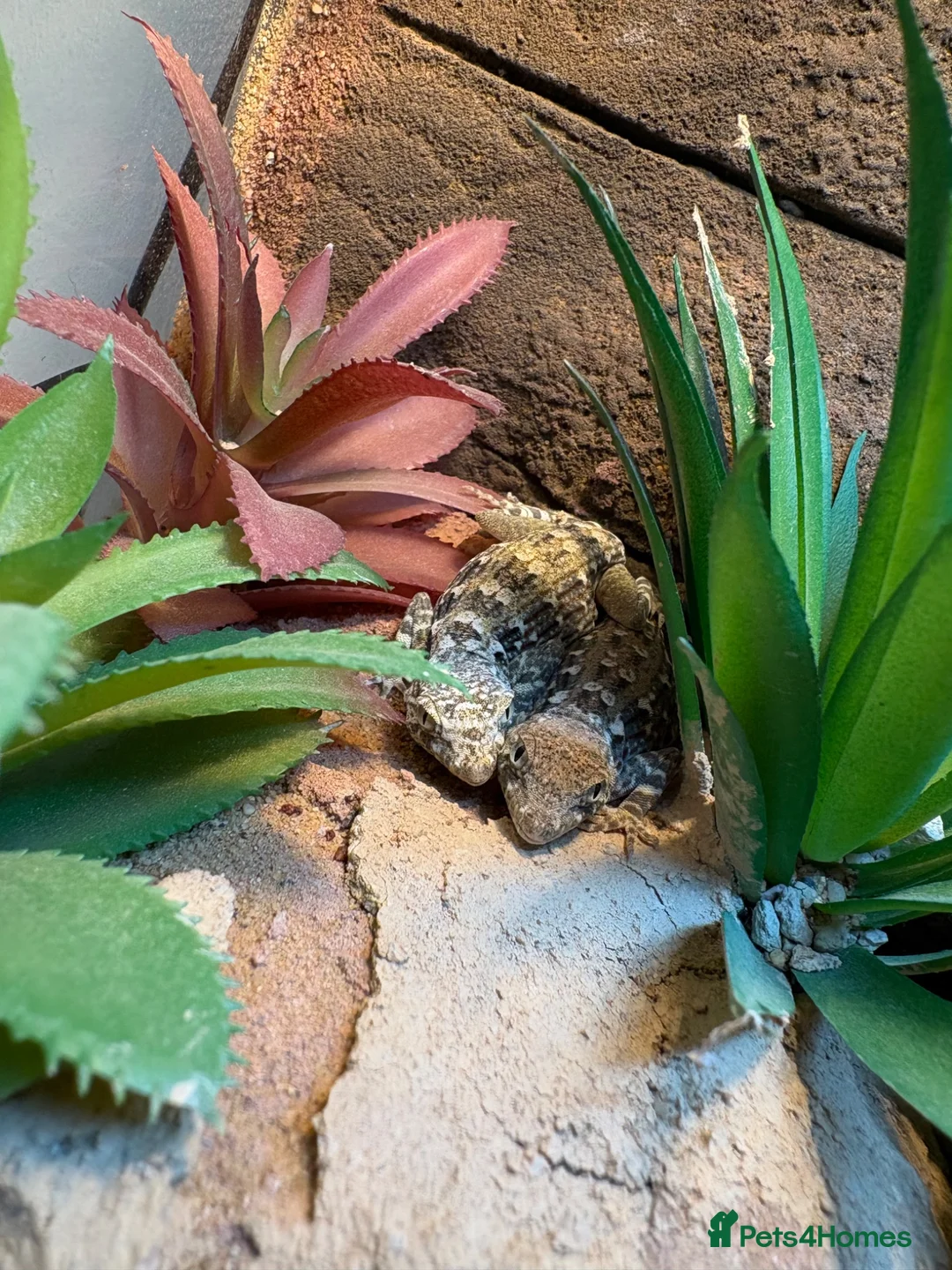 Gecko reptiles for sale: Scorpion Gecko’s in Whitchurch - Advert 1