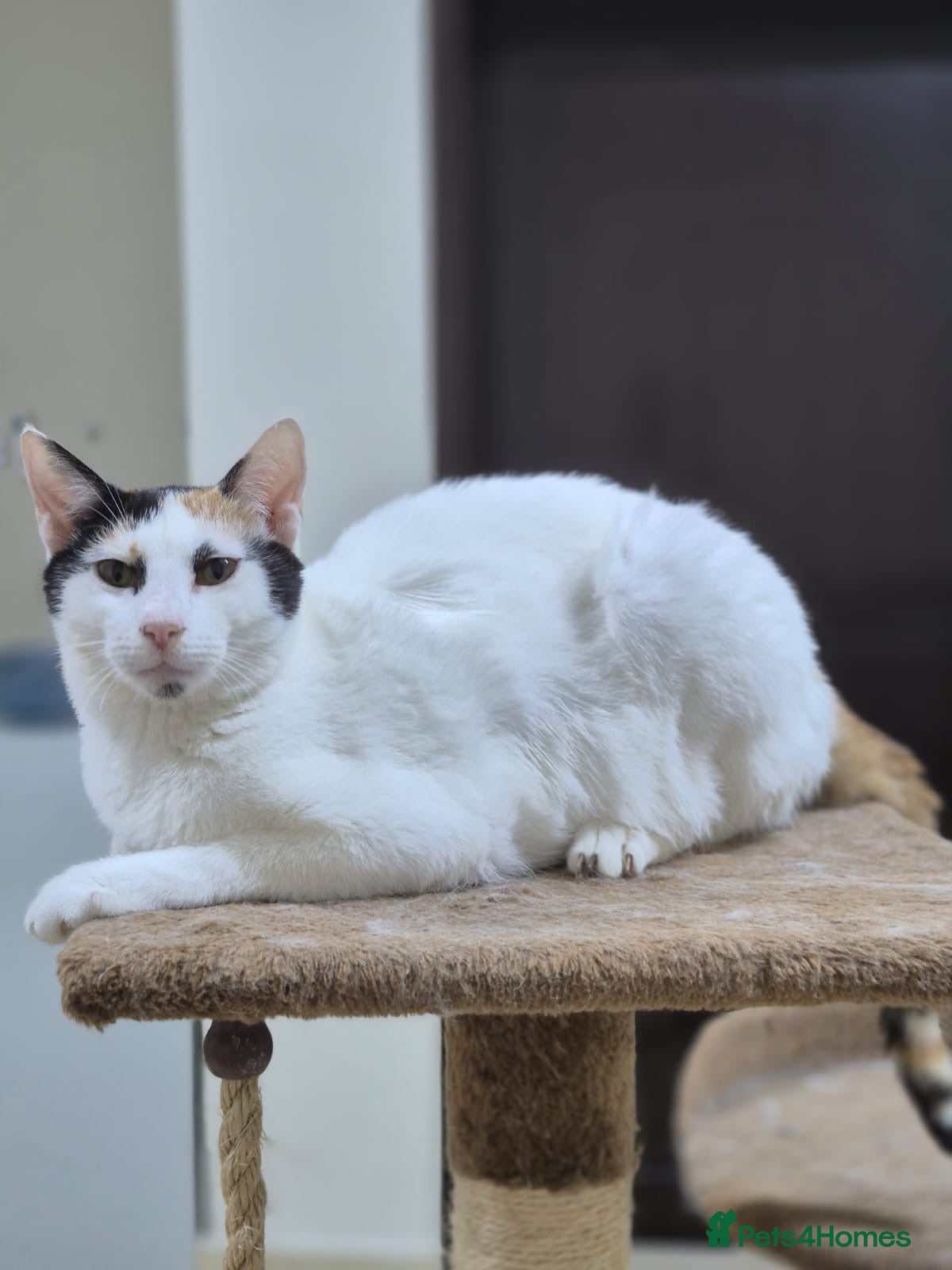 Bowie — Domestic Shorthair