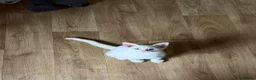 Mixed Breed cats for sale: Two white kittens looking for forever new homes - Advert 6