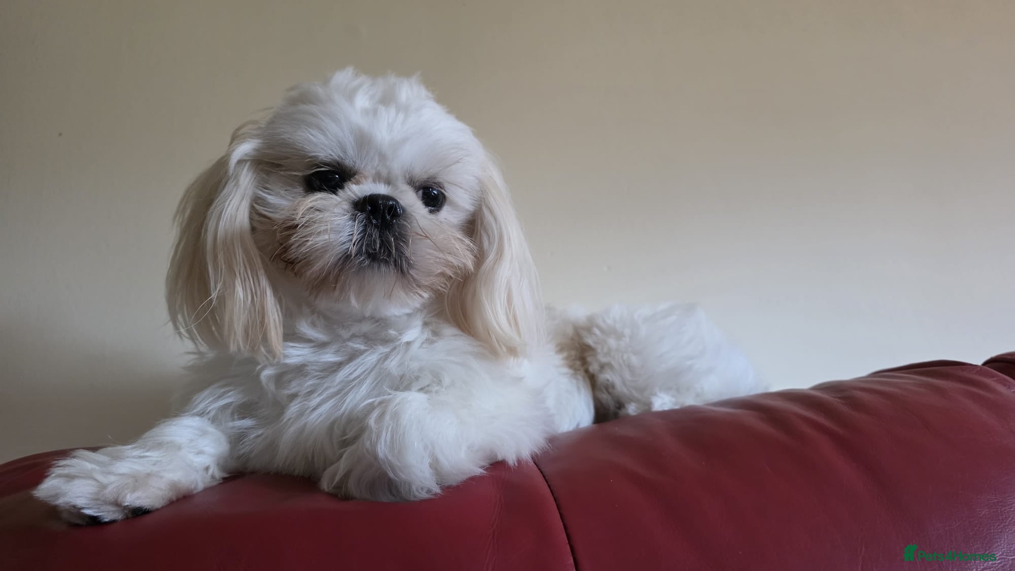 Shih Tzu dogs KC Registered STUD Shih Tzu | Proven Lineage - Advert 7