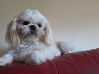 Shih Tzu dogs KC Registered STUD Shih Tzu | Proven Lineage - Advert 22