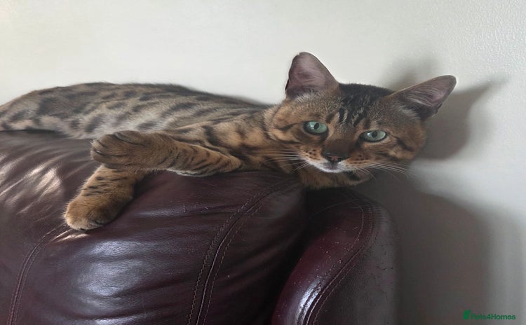 Bengal cats in Llanelli - Advert 9
