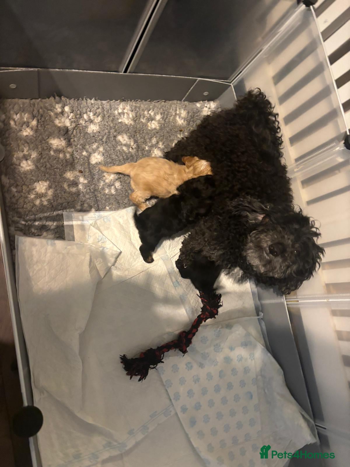 Cavapoo dogs 3 stunning cavapoo pups - Advert 2