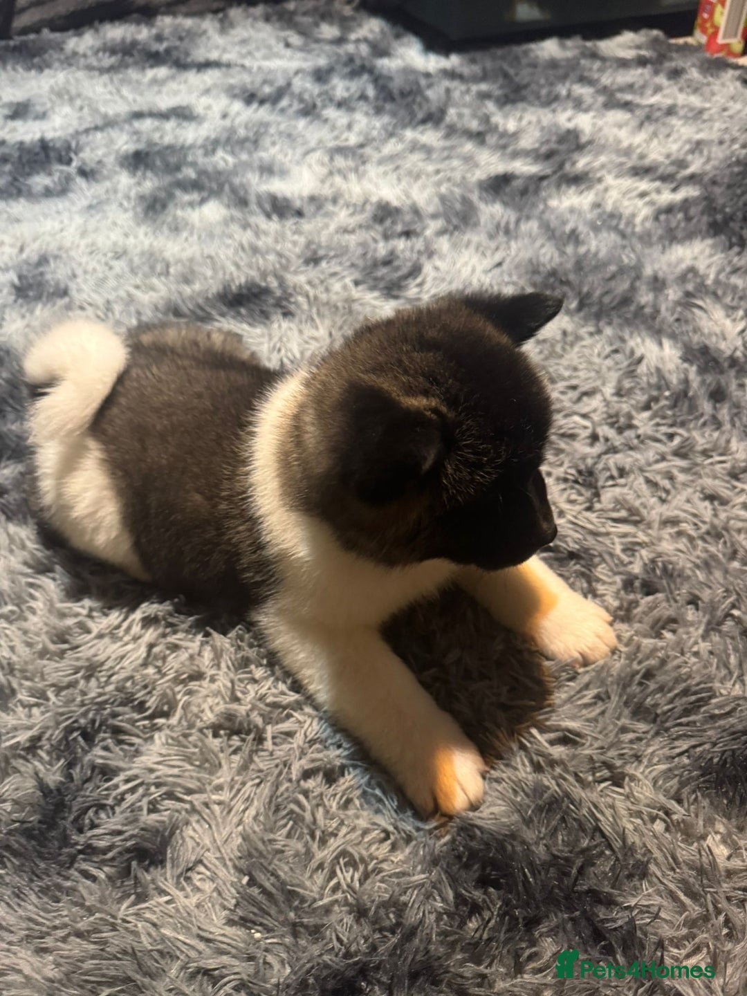 Akita dogs for sale: Bear faced American akitas puppies  - Advert 10