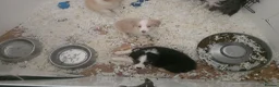 Border Collie dogs for sale: STUNNING HEALTH TESTED BORDER COLLIES in Huddersfield - Advert 7
