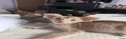 Oriental cats for sale: Gorgeous Oriental Kittens ready now - Advert 15