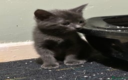 Domestic Shorthair cats for sale: Cute kittens in Dagenham - Image 27