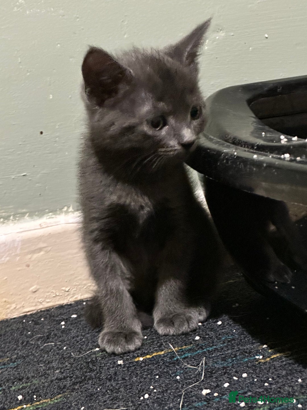 Domestic Shorthair cats for sale: Cute kittens in Dagenham - Image 27