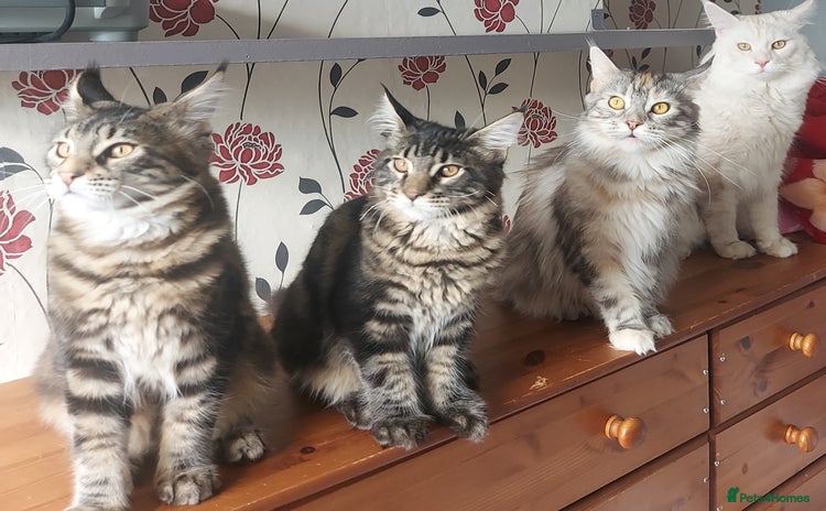 Maine Coon cats - Advert 4