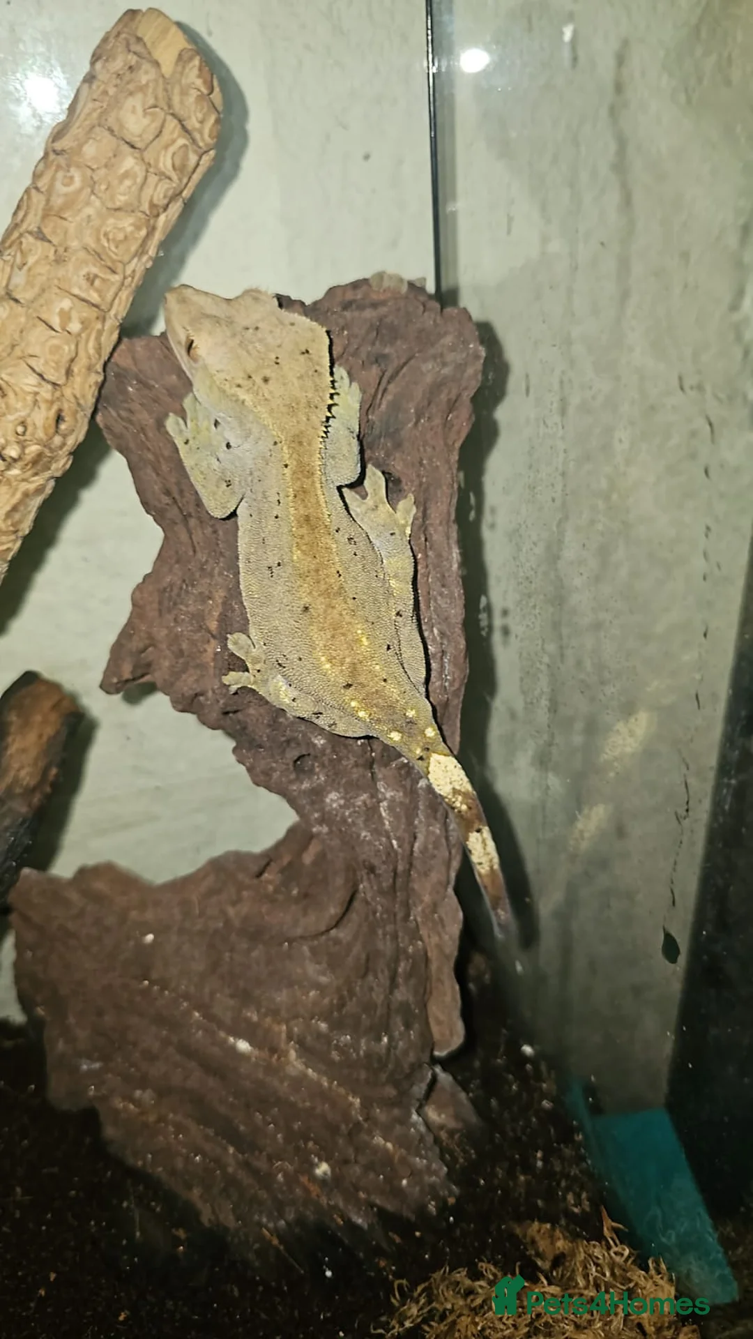 Gecko reptiles for sale: crested geckos please read the description  - Advert 11