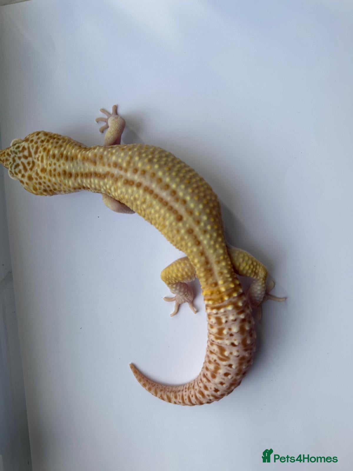 Leopard Gecko reptiles Babies and adult leopard geckos   - Advert 11