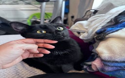 Mixed Breed cats for adoption: FREE rescue cats  looking for a new home  - Image 9
