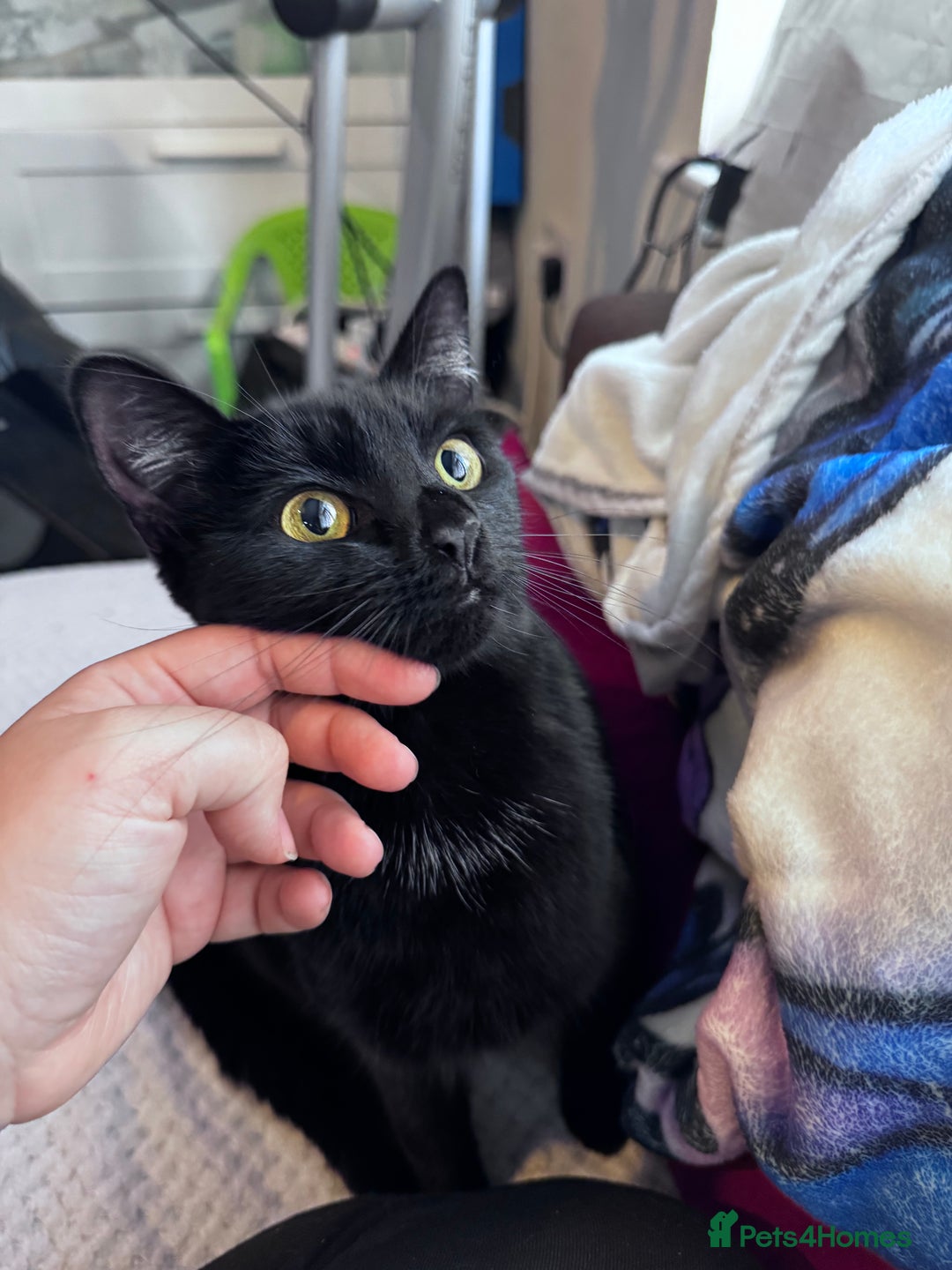 Mixed Breed cats for adoption: FREE rescue cats  looking for a new home  - Image 9