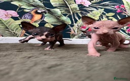 Sphynx cats for sale:  6 Beautiful Sphynx Kittens Ready Soon – 5★ - Image 11