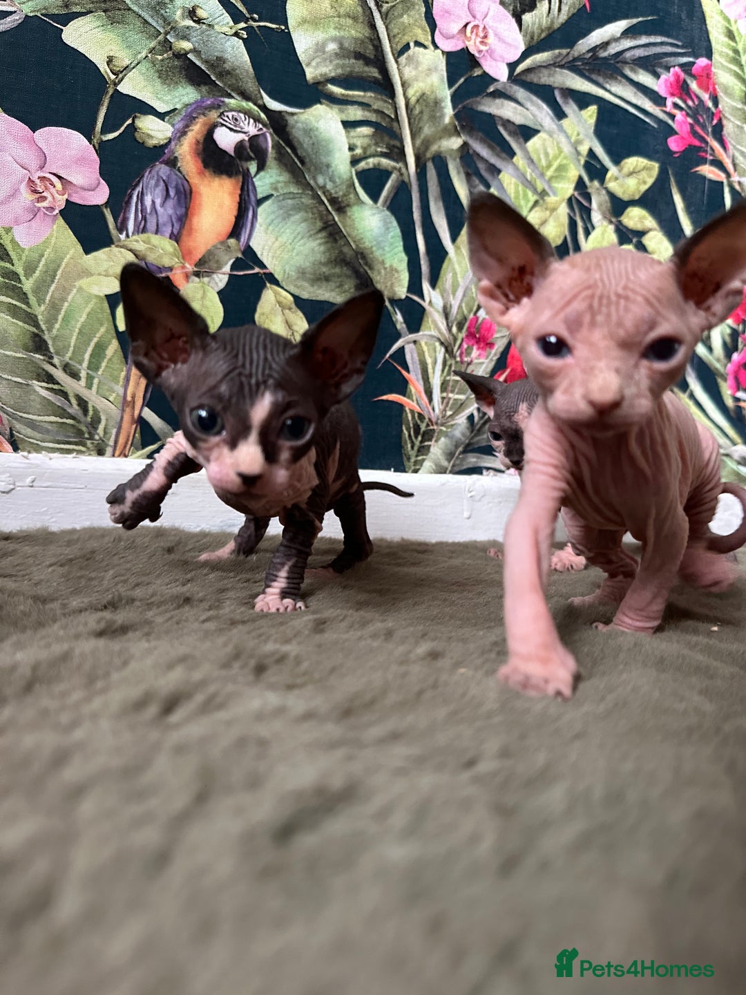 Sphynx cats for sale:  6 Beautiful Sphynx Kittens Ready Soon – 5★ - Image 11
