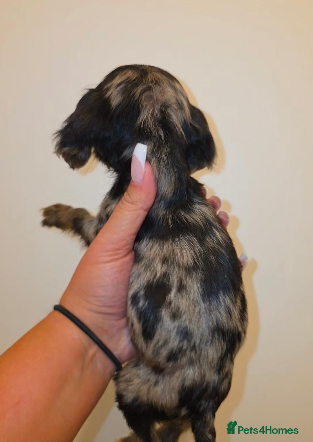 Mixed Breed dogs 🐾 LAST MALE MERLE COCKER SPANIEL🐾 £650 - Advert 2