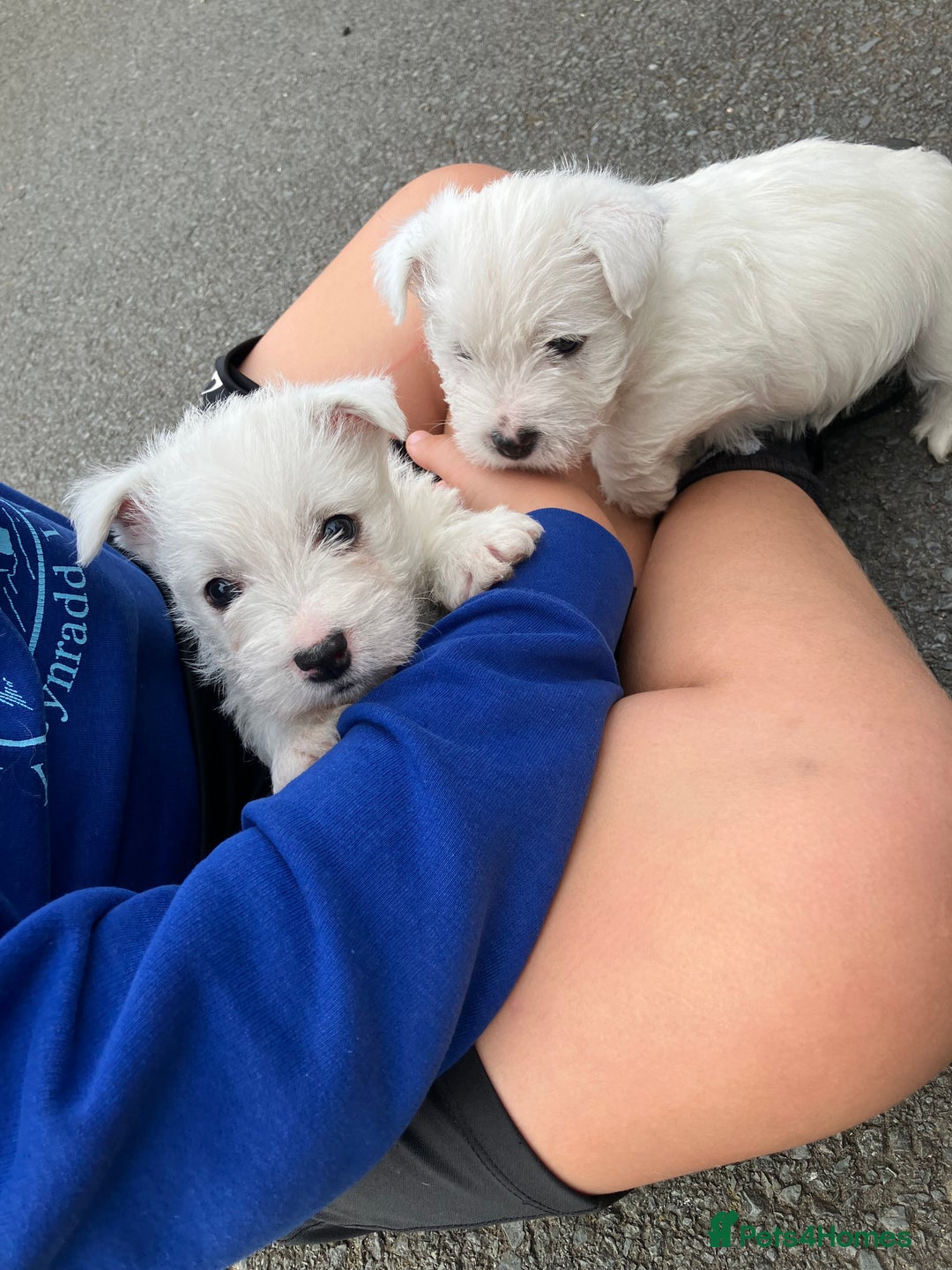 West Highland Terrier dogs for sale: GORGEOUS West Highland puppies - Image 14
