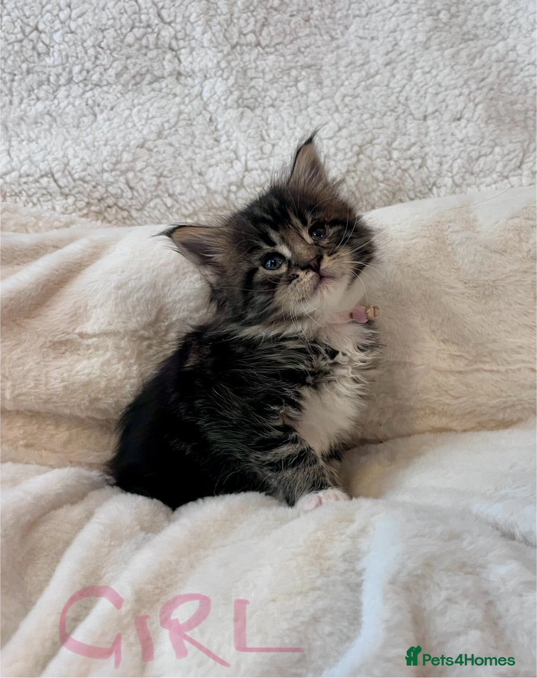 Maine Coon cats for sale: Maine coon kitten  - Image 40