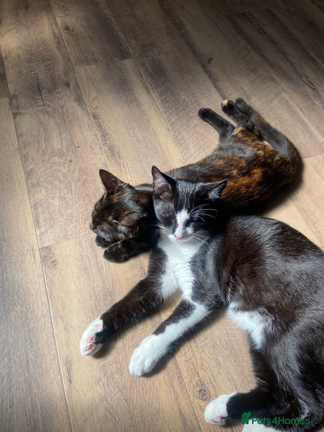 Mixed Breed cats for sale: Two siblings need rehoming  - Image 2