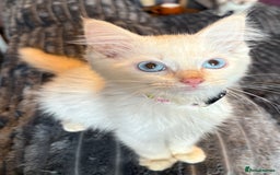 Ragdoll cats for sale: GCCF Beautiful Ragdoll Kittens - Image 14