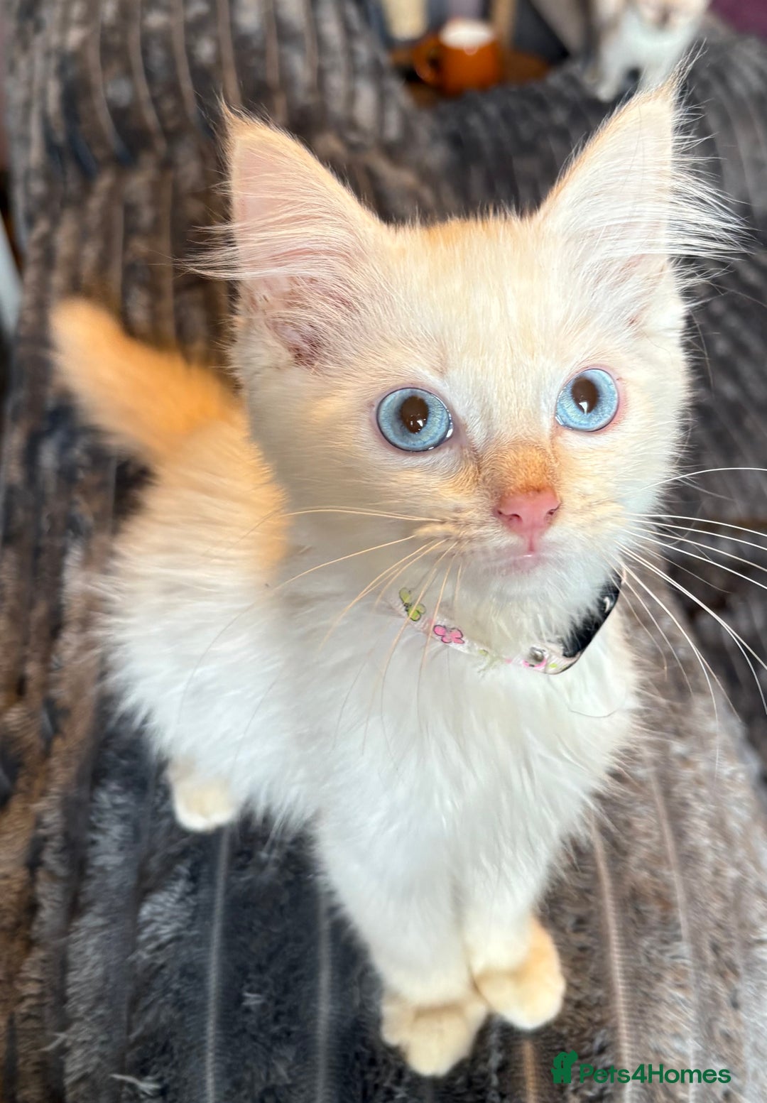 Ragdoll cats for sale: GCCF Beautiful Ragdoll Kittens - Image 14