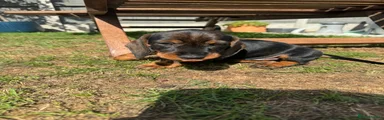 Dachshund 6